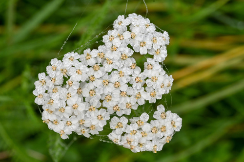 common yarrow