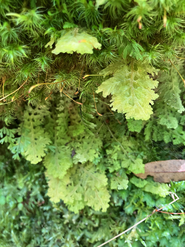 Trichocolea mollissima observed 2026-10-18