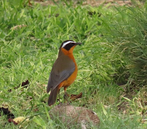 iNaturalist image