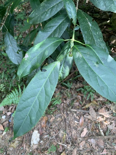 Turpinia observed 2026-10-18