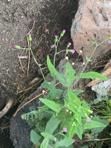 Emilia sonchifolia observed 2026-10-17