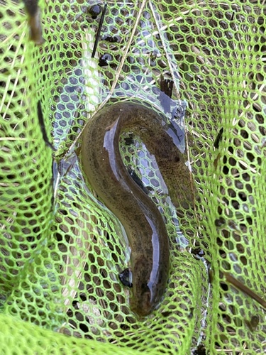 Misgurnus anguillicaudatus observed 2026-10-18