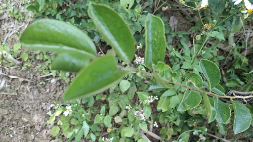 Symplocos paniculata observed 2026-10-18