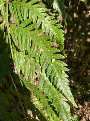Woodwardia radicans observed 2026-10-18