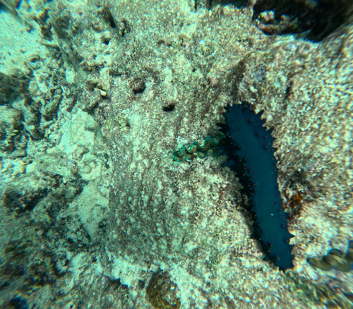 Stichopus chloronotus observed 2026-10-18