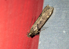 Chionodes mediofuscella