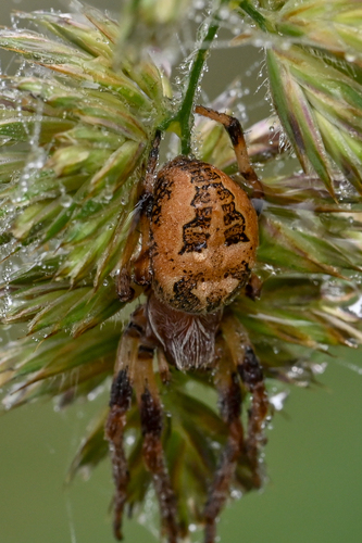 Furrow Orbweaver