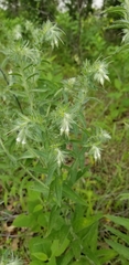 Lithospermum bejariense