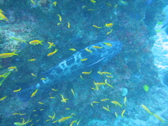 Epinephelus tukula