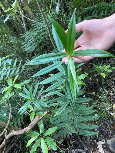 Veronica macrocarpa observed 2026-10-18