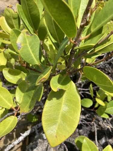 Excoecaria agallocha observed 2026-10-17