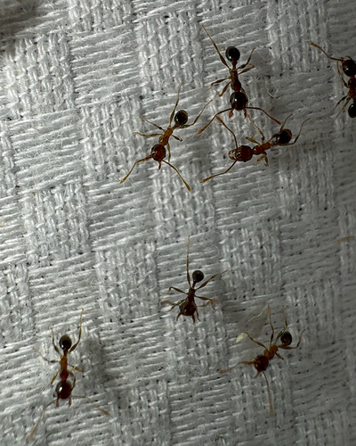 Pheidole megacephala observed 2026-10-15