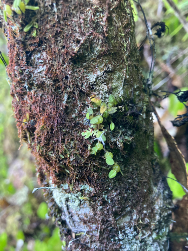 Bulbophyllum pygmaeum observed 2026-10-18