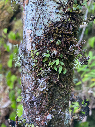 Bulbophyllum pygmaeum observed 2026-10-18