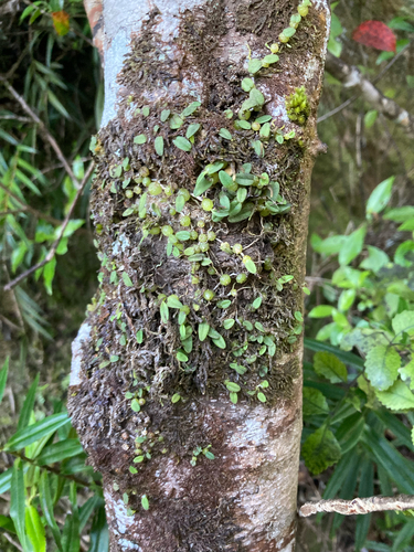 Bulbophyllum pygmaeum observed 2026-10-18