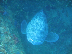 Epinephelus tukula