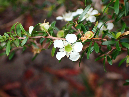 Leptospermum polygalifolium observed 2026-10-16