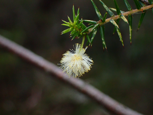 Acacia ulicifolia observed 2026-10-16