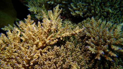 Acropora striata observed 2026-10-16