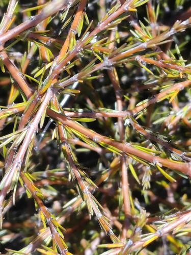 Coprosma acerosa observed 2026-10-18