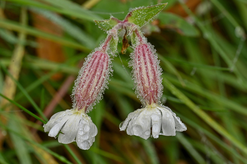 white campion