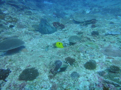 Chaetodon interruptus