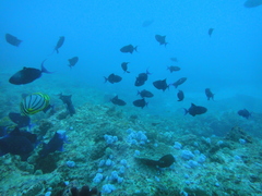 Chaetodon meyeri