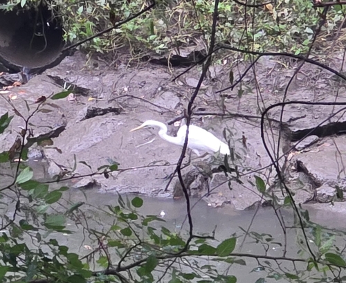 Great Egret