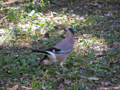 Garrulus glandarius