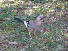 Garrulus glandarius