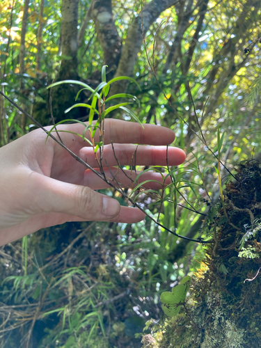 Dendrobium cunninghamii observed 2026-10-18