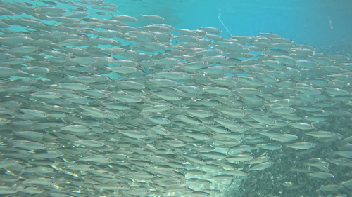 Herklotsichthys quadrimaculatus observed 2026-10-11