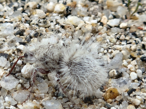 Thistledown Velvet Ant