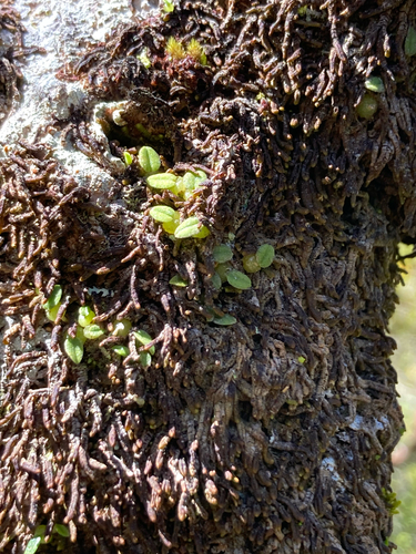 Bulbophyllum pygmaeum observed 2026-10-18
