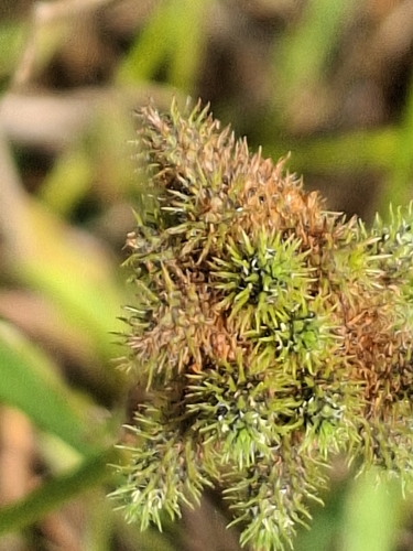 Fuirena ciliaris observed 2026-10-18
