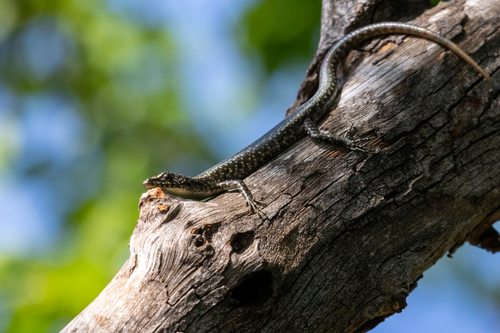 Cryptoblepharus poecilopleurus observed 2026-10-17