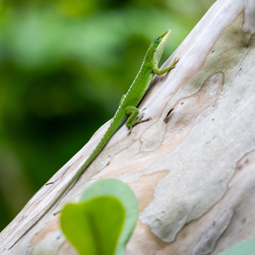 Anolis carolinensis observed 2026-10-17