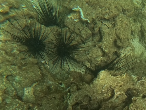 Diadema savignyi, 2026-10-17