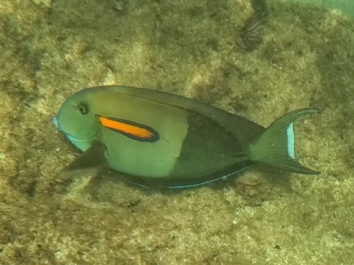 Acanthurus olivaceus observed 2026-10-17