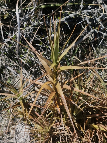 Dracophyllum longifolium observed 2026-10-18