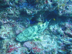 Epinephelidae