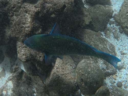 Scarus psittacus observed 2026-10-17