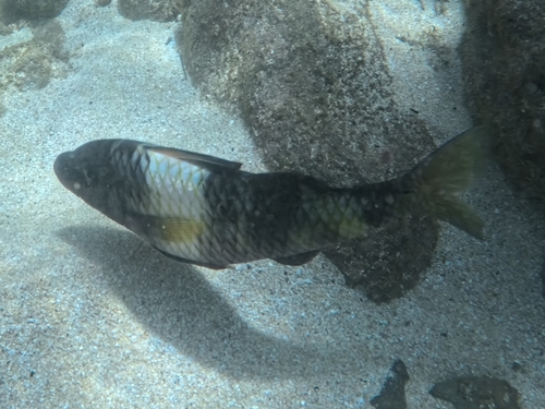 Parupeneus multifasciatus observed 2026-10-17