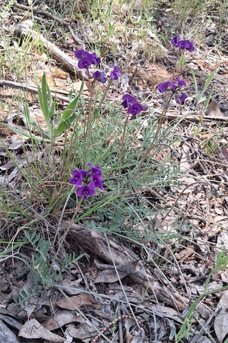 Swainsona sericea, 2026-10-18