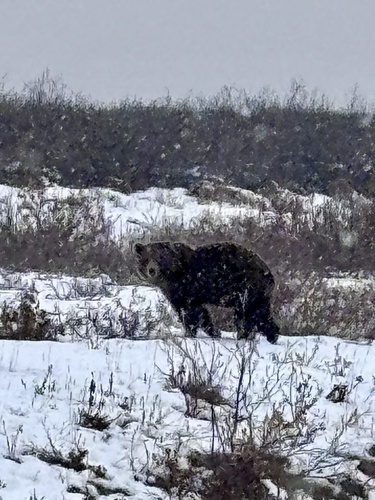 Grizzly Bear sighting near Stikine