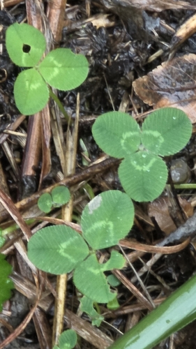 white clover