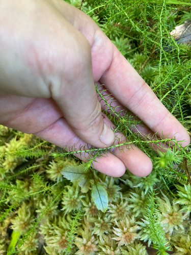 Lateristachys lateralis observed 2026-10-18