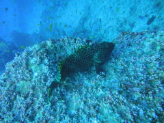 Epinephelus macrospilos
