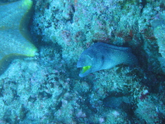 Gymnothorax nudivomer