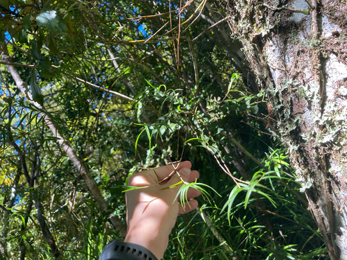 Dendrobium cunninghamii observed 2026-10-18